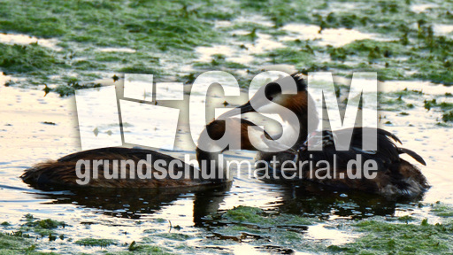 Haubentaucher (6).jpg